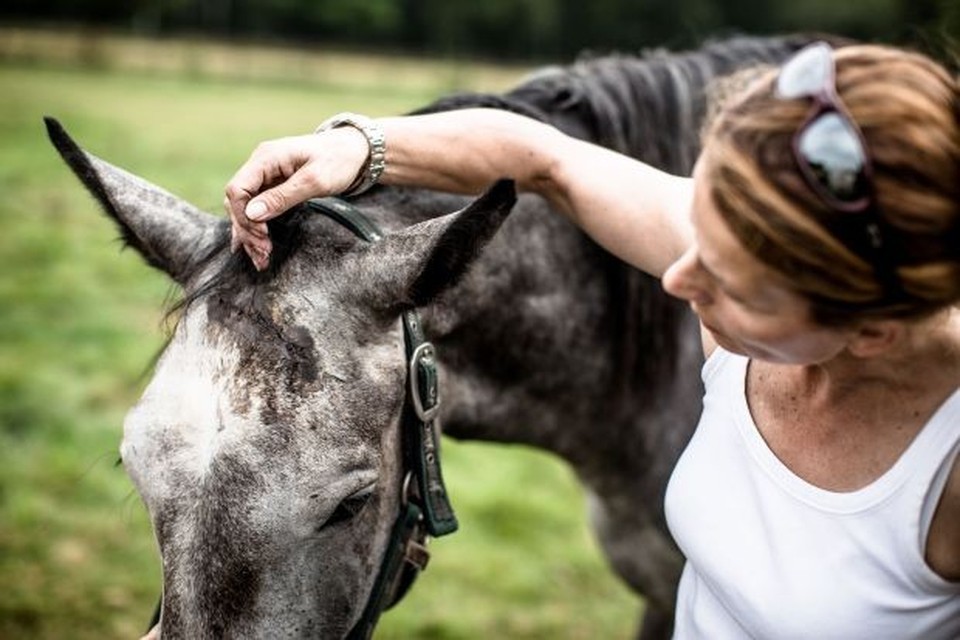 Beul snijdt met mes in hoofd van paard