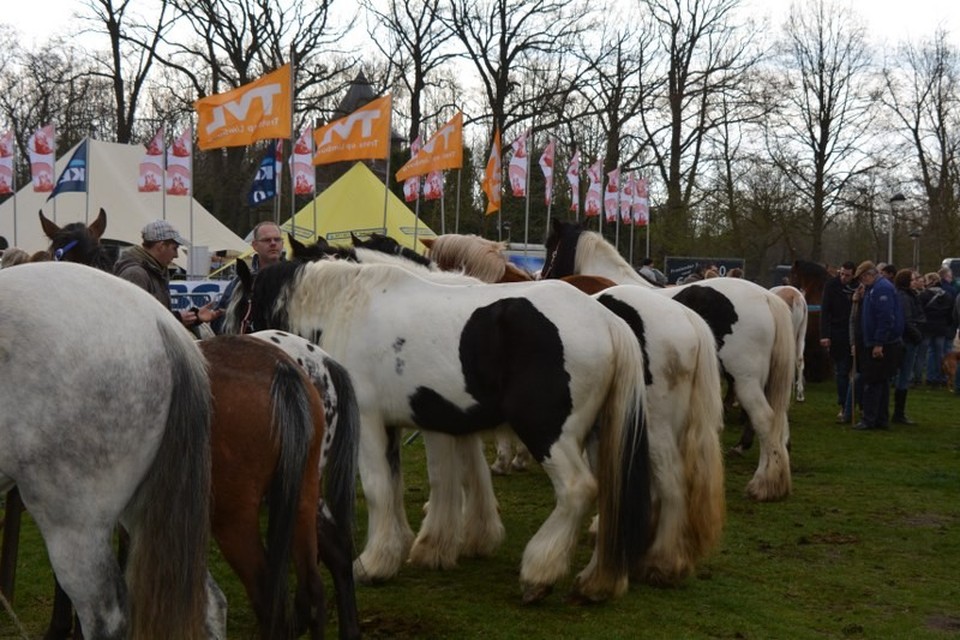 35ste editie van PaardenMarkt Kuringen