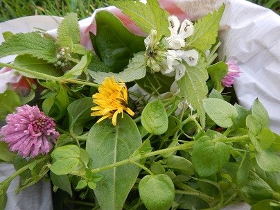 Kruidenkenniscentrum Herkenrode organiseert 'Wildplukwandeling'