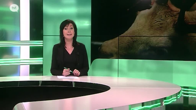 Mysterieuze witte damhert van Kuringen eindelijk gevangen
