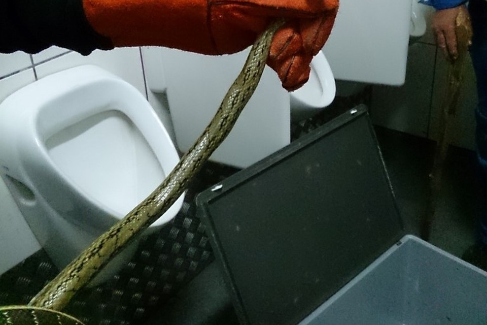 Taiwanese rattenslang in toilet van gebouw NMBS in Kuringen