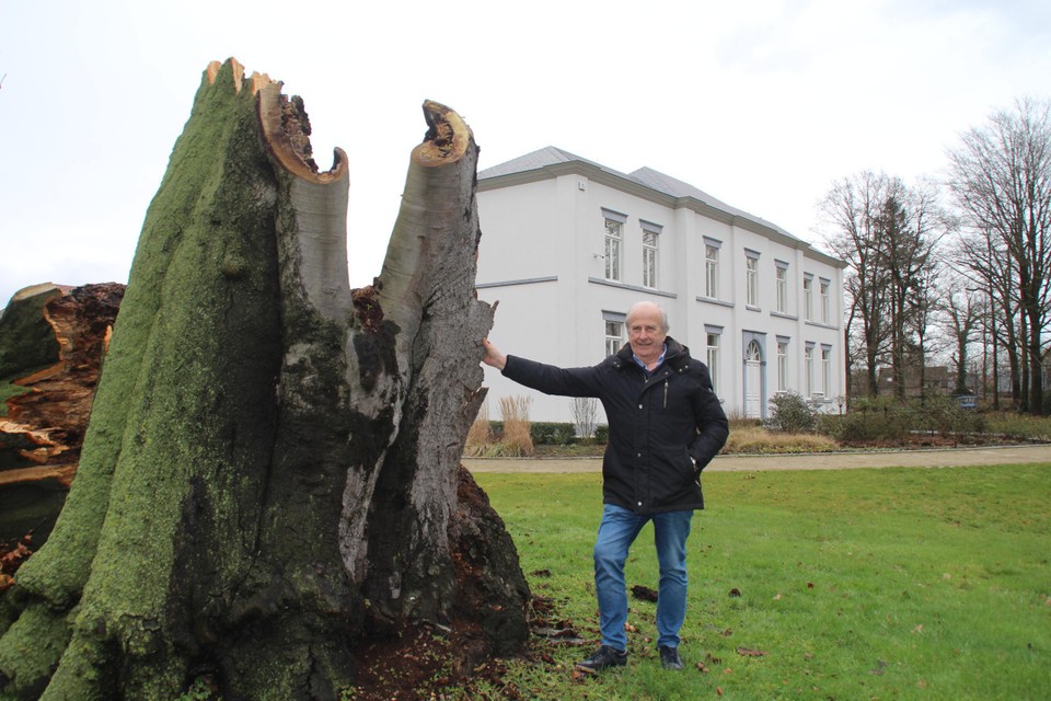 Wind velt gigantische, 300 jaar oude kasteelbeuk in Kuringen